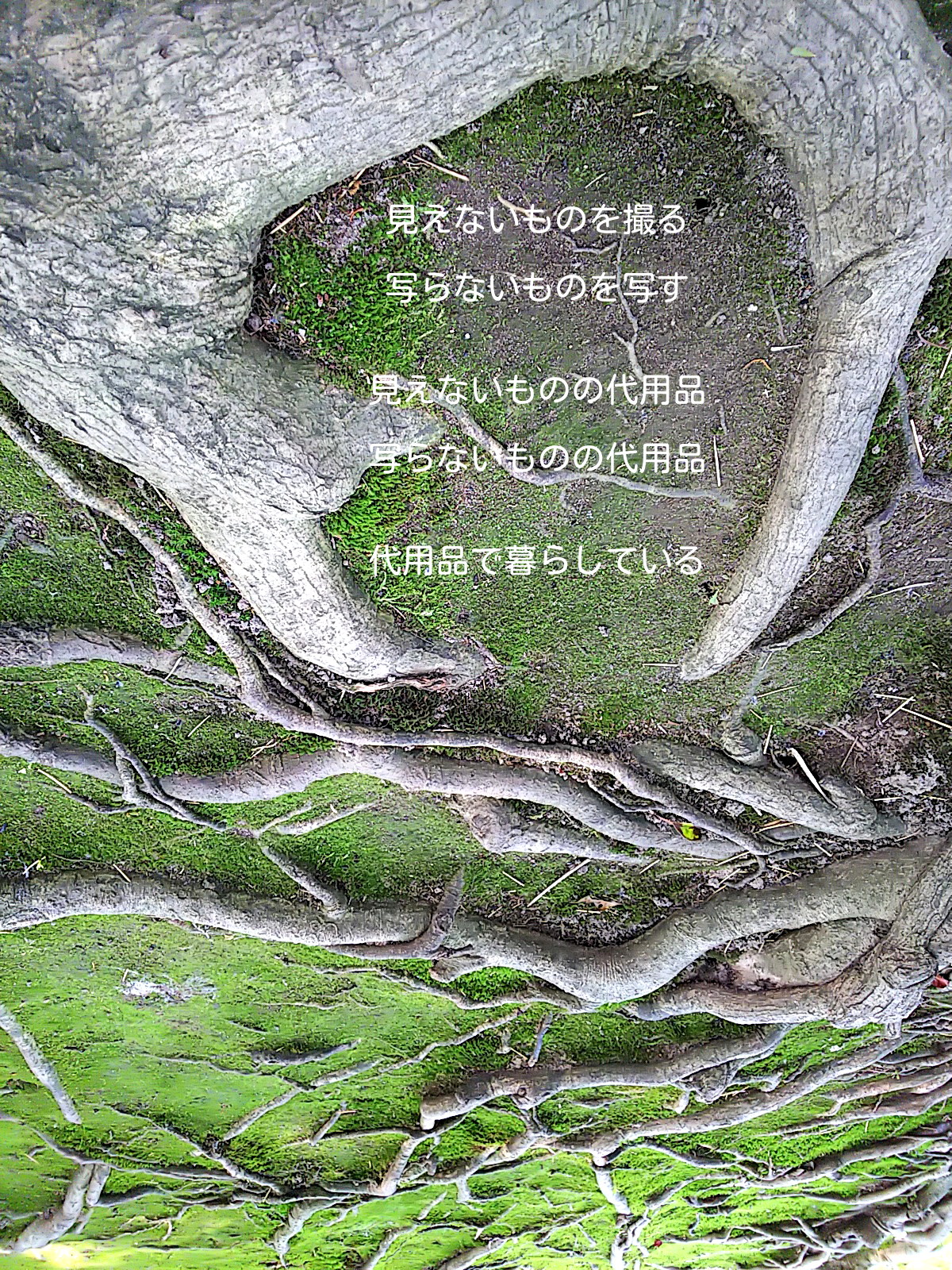 添付画像【873_DSC_0433-1.jpg : 1.1MB】